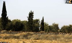 قوات النظام تبسط سيطرتها مجدداً على بلدة القاسمية في الغوطة 